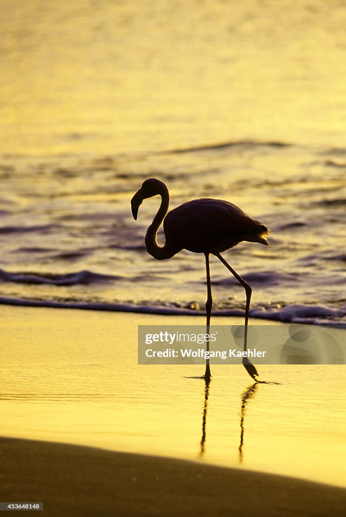 Ecuador, Galapagos Island, Floreana Island, Flamingos...
