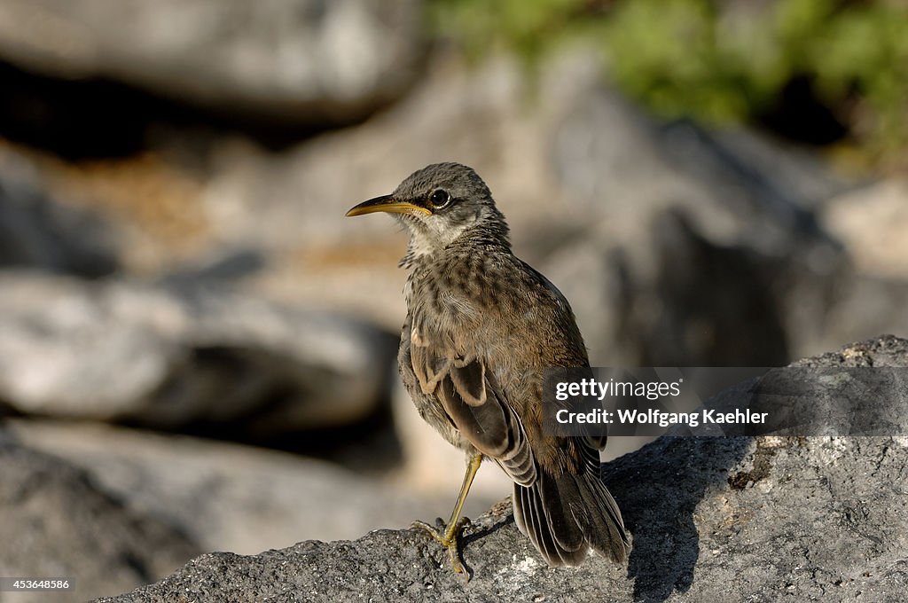 Ecuador, Galapagos Islands, Hood Island (espanola),...