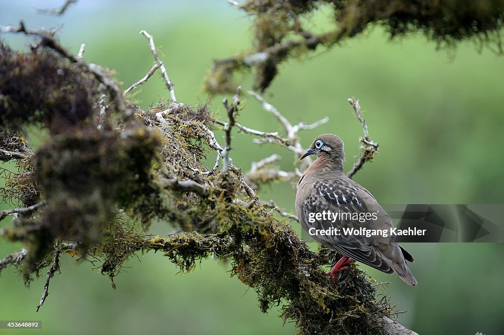 Ecuador, Galapagos Islands, Santa Cruz Island, Galapagos...