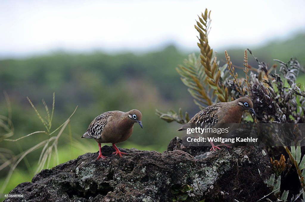 Ecuador, Galapagos Islands, Santa Cruz Island, Galapagos...