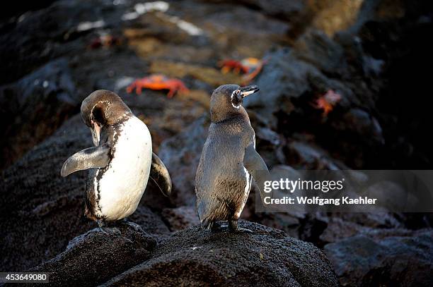 Ecuador, Galapagos Islands, Bartolome Island, Galapagos Penguins.