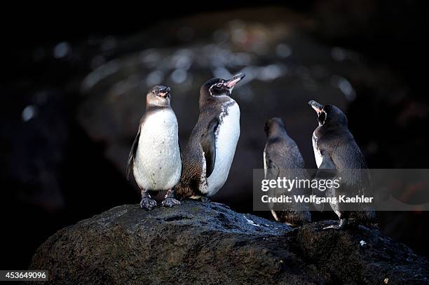 Ecuador, Galapagos Islands, Bartolome Island, Galapagos Penguins.