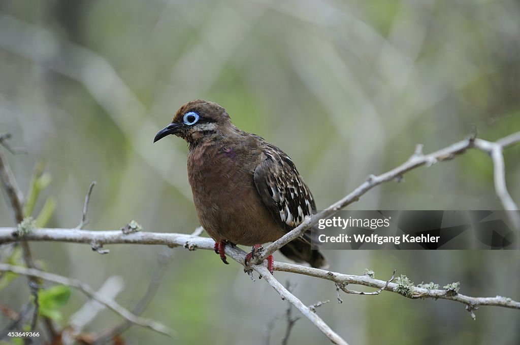 Ecuador, Galapagos Islands, Tower Island (genovesa),...