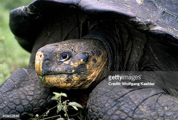 Ecuador, Galapagos Islands Santa Cruz,highlands,galapagos Tortoise .