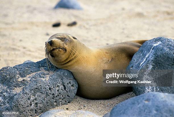 Ecuador, Galapagos Islands Seymore Island, Galapagos Sea Lion, Sleeping On Beach.