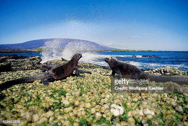 Ecuador, Galapagos Islands, Fernandina Island, Marine Iguana , Feeding On Algae At Low Tide.