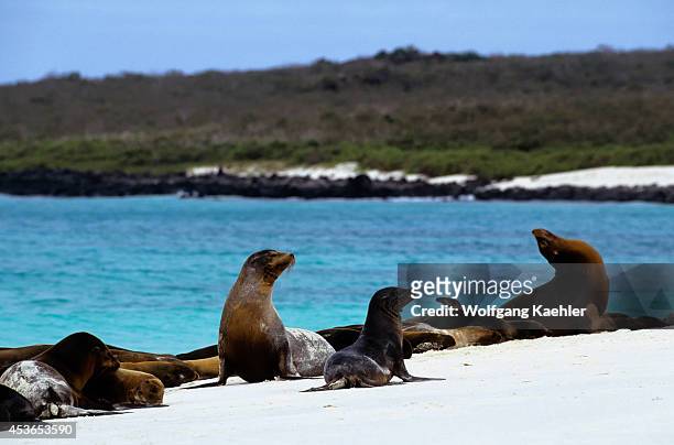 Ecuador, Galapagos Island, Hood Island, Galapagos Sea Lions On Beach.