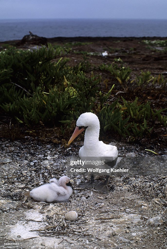 Ecuador,galapagos Islands, Tower Island, Nasca Booby With...