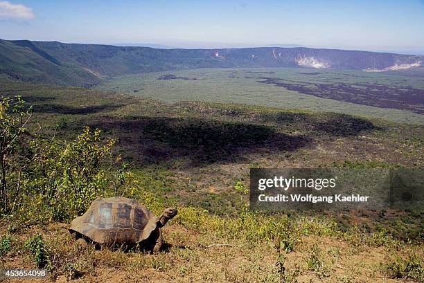 Ecuador,galapagos Islands, Isabela Island, Alcedo Volcano, Galapagos Tortoise On Rim Of Crater.