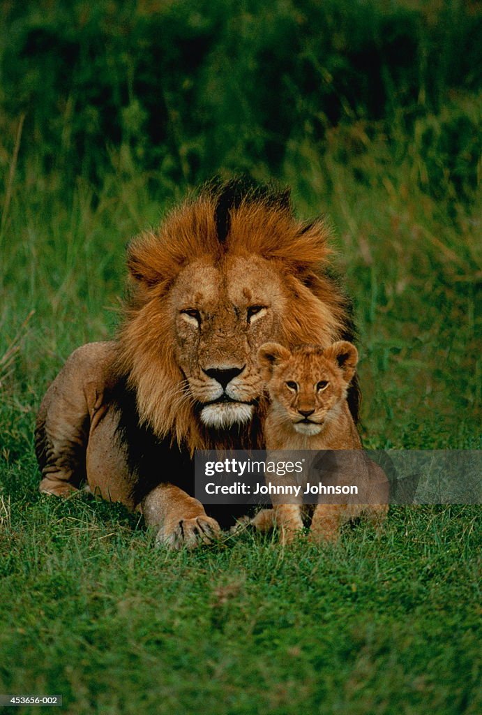 Male lion (Panthera leo) with cub, Tanzania