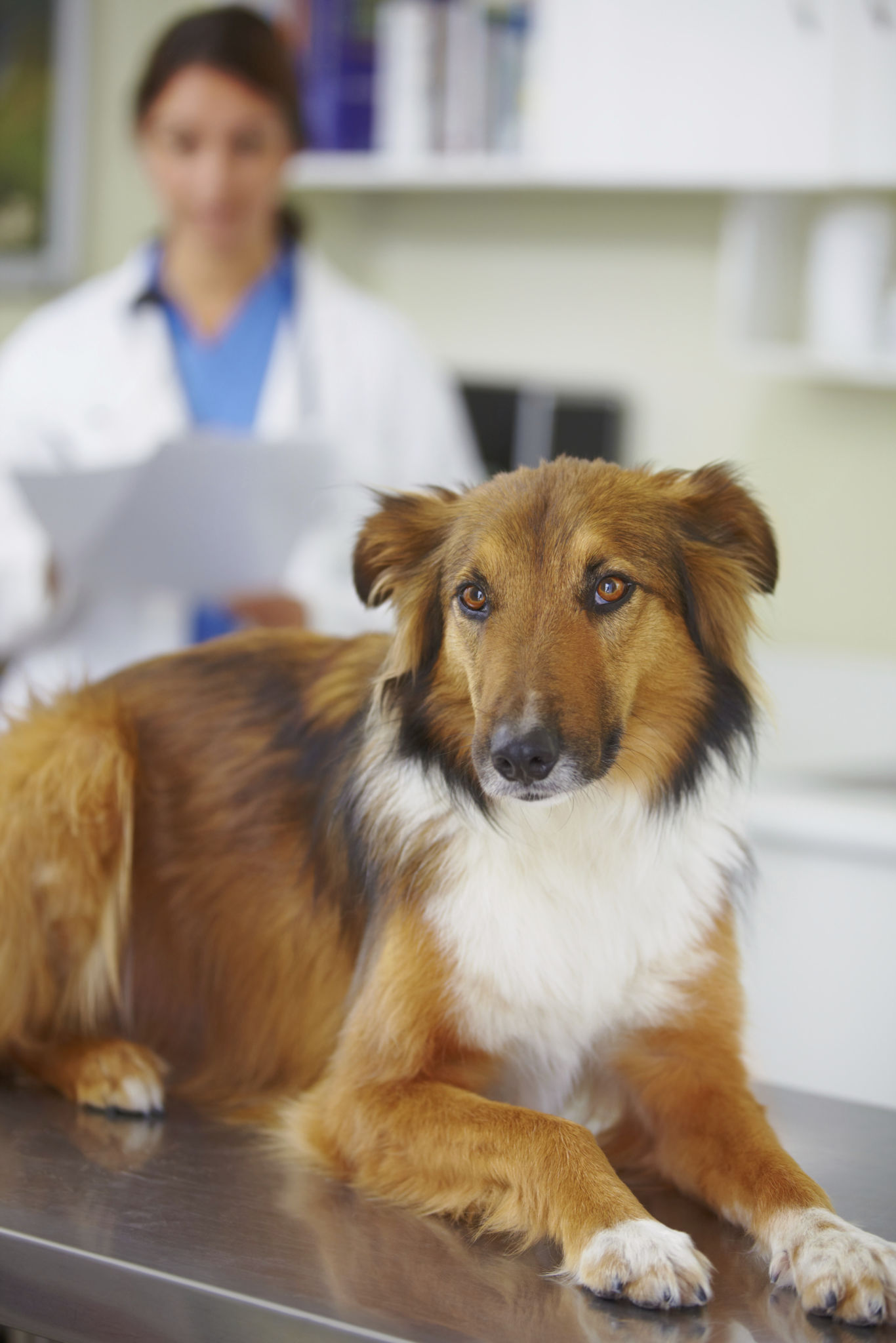 dog vet checkup