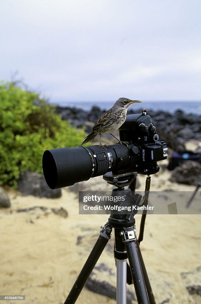 Ecuador,galapagos Islands, Hood Island, Mockingbird On...