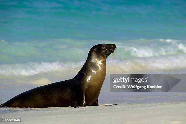 Ecuador, Galapagos Island, Hood Island, Gardner Bay, Galapagos Sea Lion.