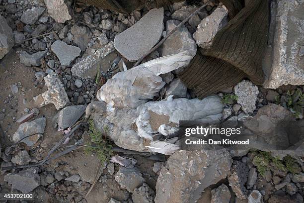 Dove lies in a destroyed area of housing on August 16, 2014 in Gaza City, Gaza. A five-day ceasefire between Palestinian factions and Israel...
