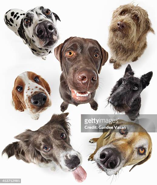 seven dogs looking up - purebred dog stock pictures, royalty-free photos & images