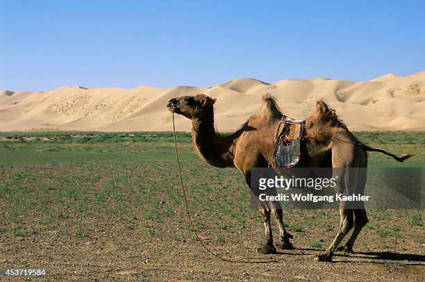 Mongolia, Near Dalanzadgad, Gobi Desert At Khongoryn Els , Bactrian Camel.