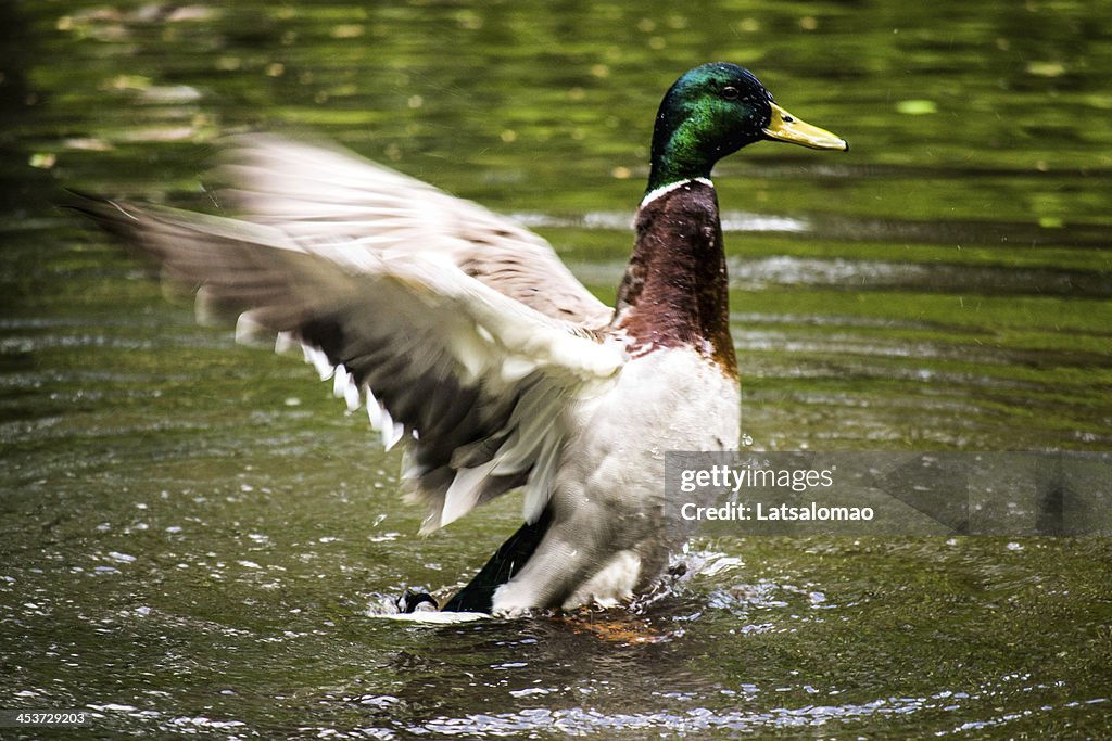 Mallard duck flapping its wings in a pond