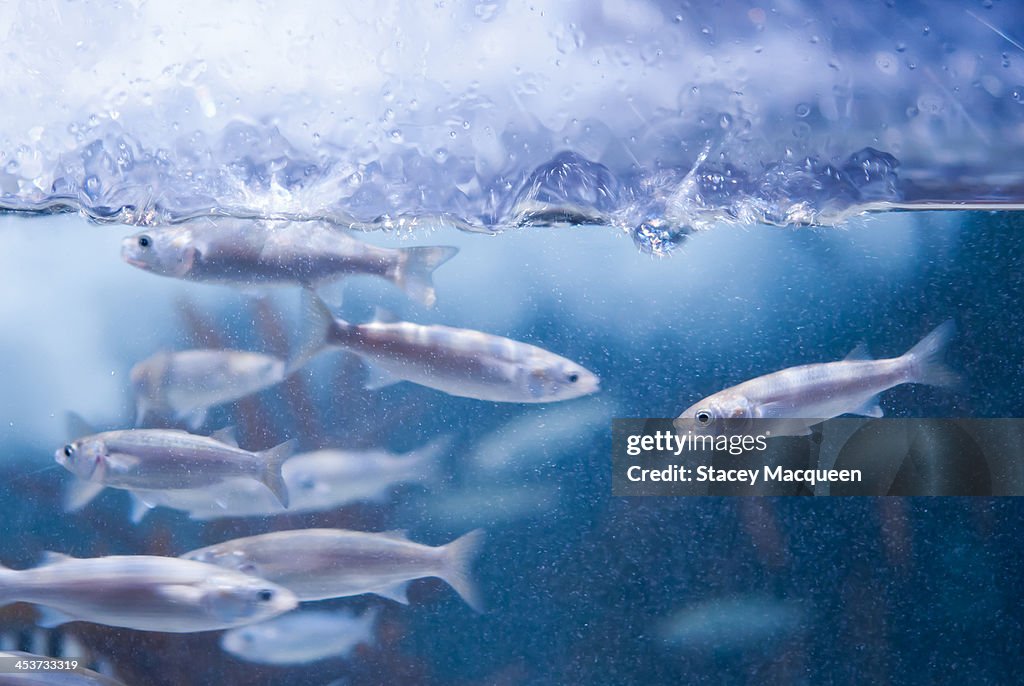 Small silver fishes with splashy waterline