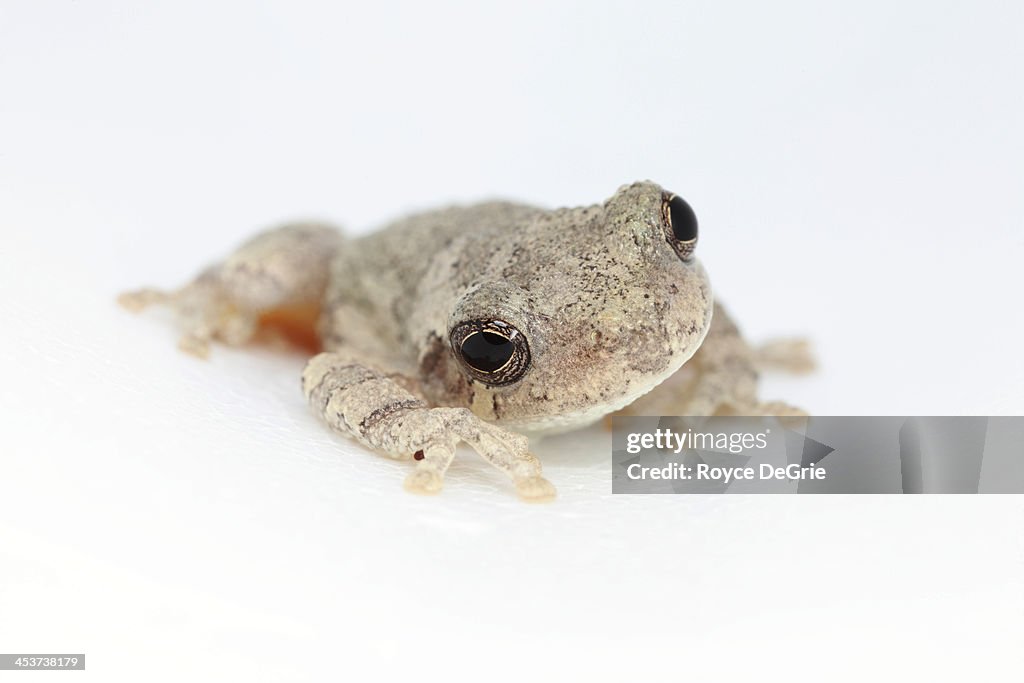 Gray treefrog