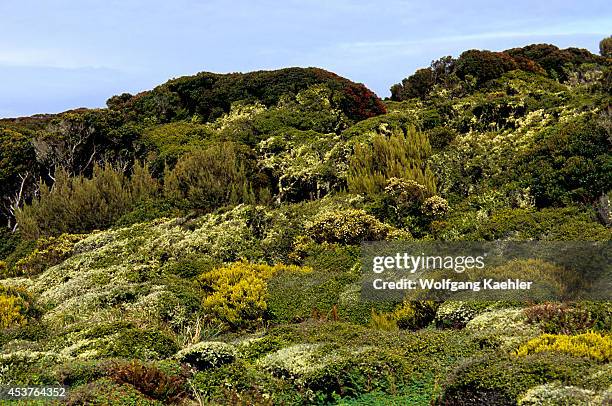 Subantarctic New Zealand, Auckland Islands, Enderby Island, Vegetation, Rata Forest.