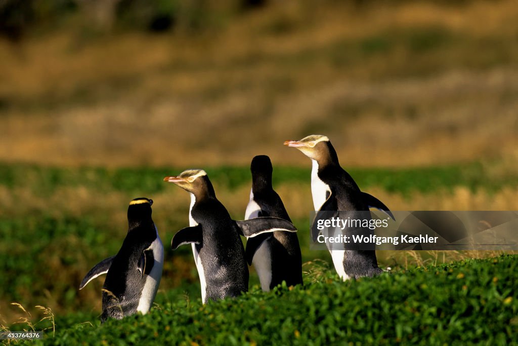 Subantarctic New Zealand, Auckland Islands, Enderby Island,...