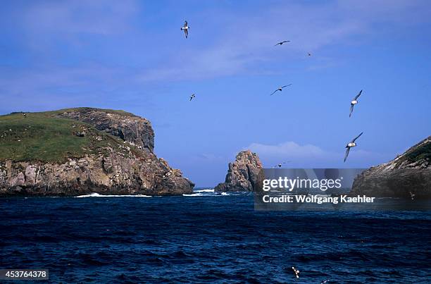 Snares Island Imagens e fotografias de stock Getty Images