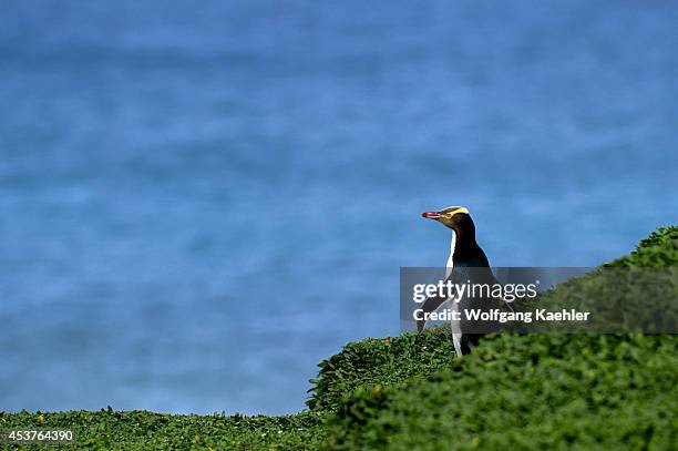 Subantarctic New Zealand, Auckland Islands, Enderby Island, Yellow-eyed Penguin.