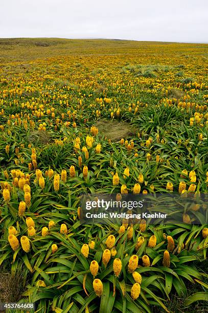 New Zealand, Subantarctica, Enderby Island, Field Of Yellow Bulbinella Rossii Flowers .