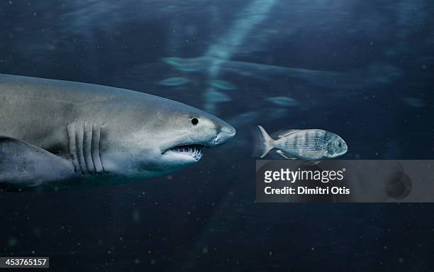 small fish being chafes by big shark - tiere bei der jagd stock-fotos und bilder