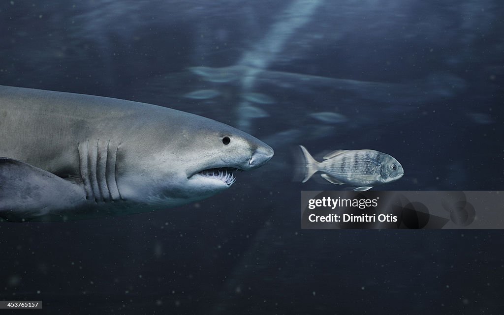 Small fish being chafes by big shark