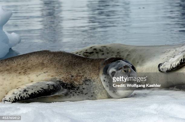 Antarctica, Antarctic Peninsula, Pleneau Island, Leopard Seal Mother With Baby On Icefloe, Baby.