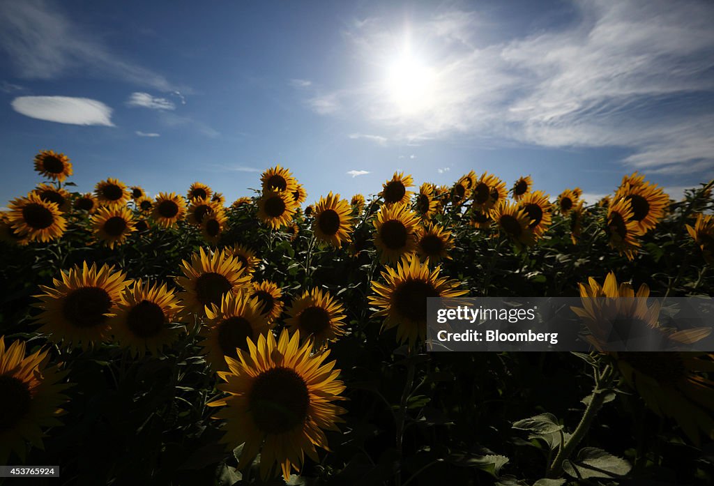 Sunflowers In Bloom At The Zama Sunflower Festival