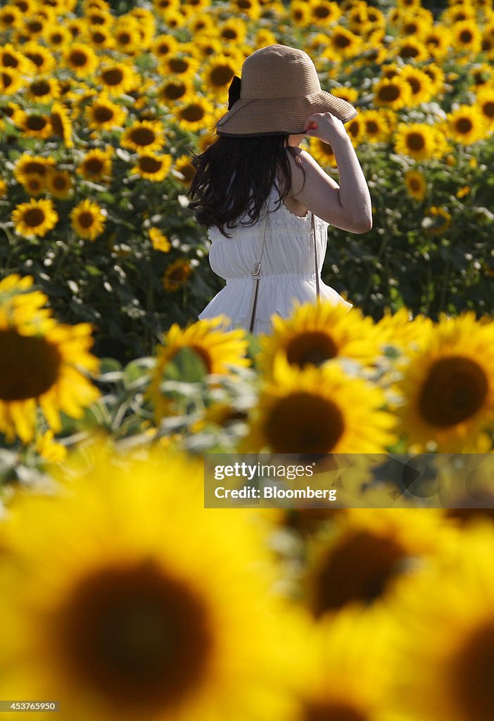 Sunflowers In Bloom At The Zama Sunflower Festival