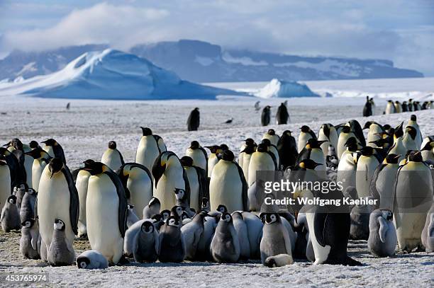 Antarctica, Weddell Sea, Snow Hill Island, Emperor Penguins Aptenodytes forsteri, Colony, Chicks Huddling To Keep Warm.