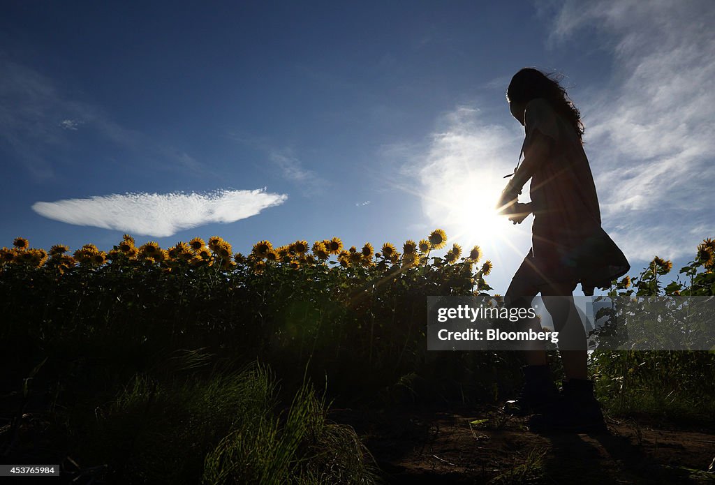 Sunflowers In Bloom At The Zama Sunflower Festival