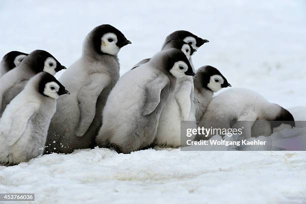 Antarctica, Weddell Sea, Snow Hill Island, Emperor Penguins Aptenodytes forsteri, Group Of Chicks Walking On Ice Between Sattelite Colonies.