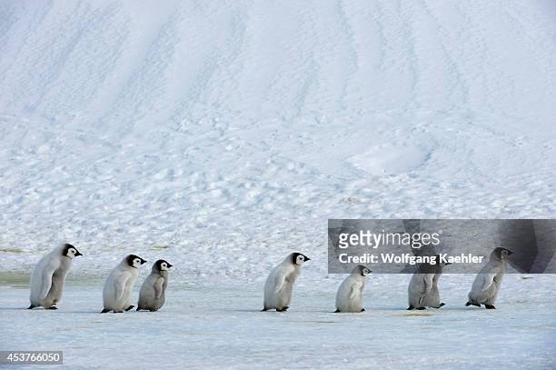 Antarctica, Weddell Sea, Snow Hill Island, Emperor Penguins Aptenodytes forsteri, Group Of Chicks Walking On Ice Between Sattelite Colonies.