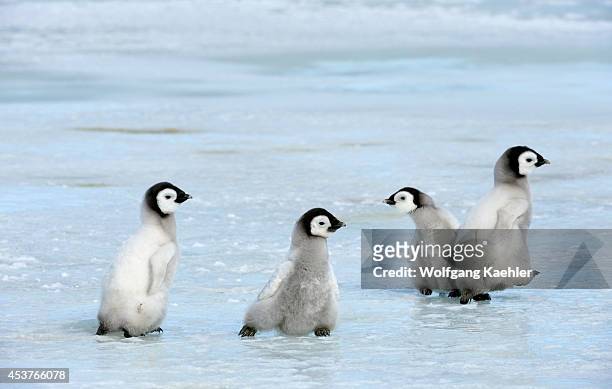 Antarctica, Weddell Sea, Snow Hill Island, Emperor Penguins Aptenodytes forsteri, Group Of Chicks Walking On Ice Between Sattelite Colonies.