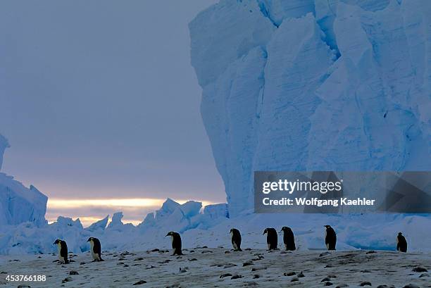 76 Riiser Larsen Ice Shelf Stock Photos, HighRes Pictures, and Images
