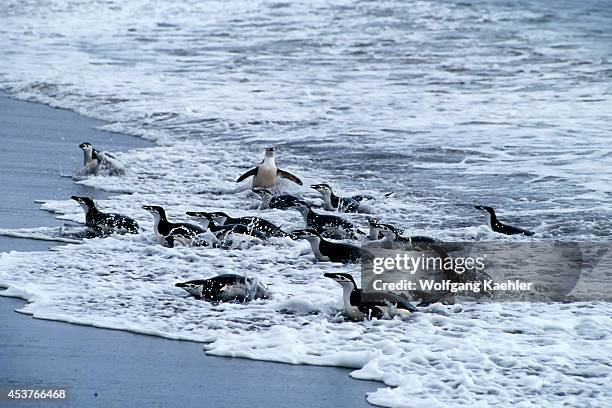 Antarctica, Deception Island, Baily Head, Chinstrap Penguins Coming Out Of Water.