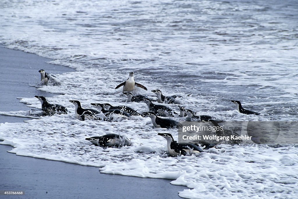 Antarctica, Deception Island, Baily Head, Chinstrap Penguins...