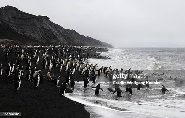 Antarctica, South Shetland Islands, Deception Island, Bailey Head, Chinstrap Penguins On Black Lava Beach, Going In And Out Of Sea.