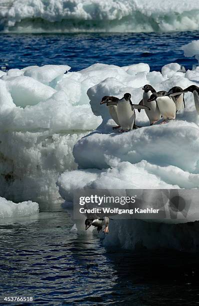 Antarctica, Paulet Island, Beach, Adelie Penguins On Ice Pebbles Jumping Into Sea.