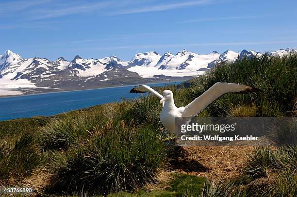 South Georgia Island, Prion Island, Wandering Albatross On Nest Flapping Wings.