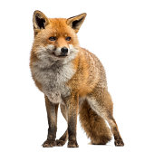Red fox standing, isolated on white
