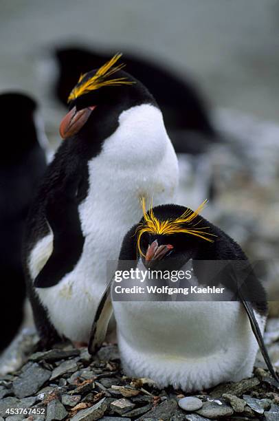 Antarctica, Livingston Island Hannah Point, Macaroni Penguins.