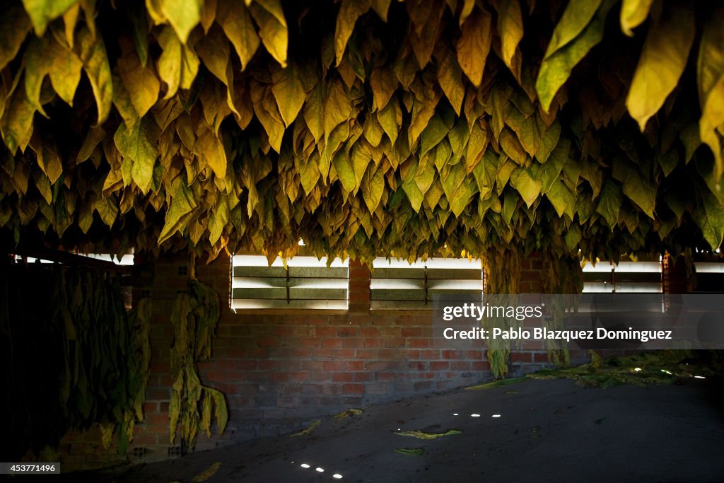 Workers Participate In The Annual Tobacco Harvest In Extremadura