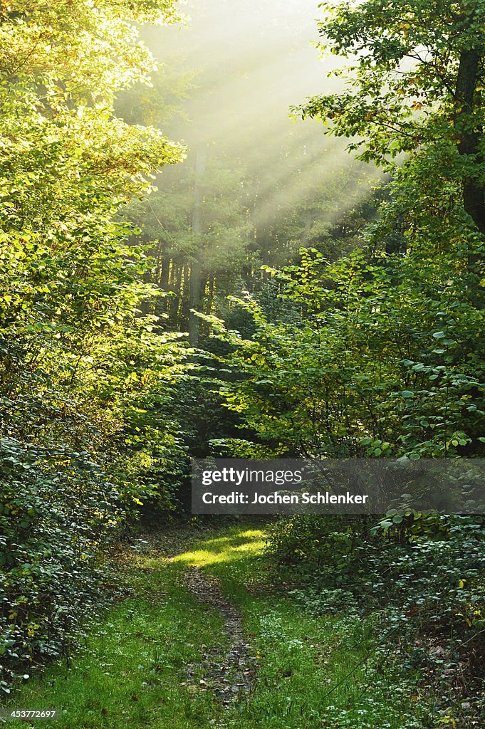 Sunrays in forest, Hunsrueck