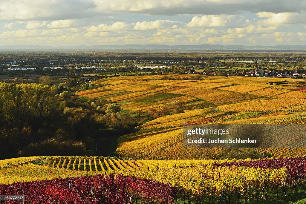 Vineyard landscape