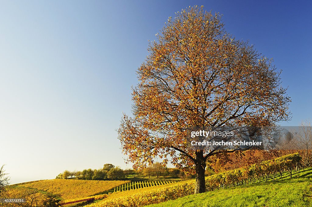 Chestnut and vineyard landscape